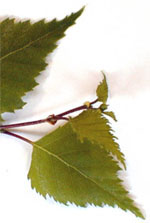MSA BETULA VERRUCOSA 50 ML - Farmacianuova.eu