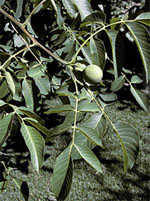 MSA JUGLANS REGIA 50 ML - Farmacianuova.eu