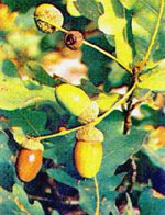MSA QUERCUS PEDUNCOL 50 ML - Farmacianuova.eu