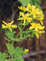 TSA HIPERICUM PERFORATUM 50 ML - Farmacianuova.eu