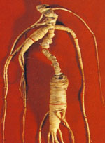 TINTURA SPAGIRICA ALCHEMICA PANAX GINSENG 50 ML - Farmacianuova.eu