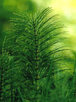 TSA EQUISETUM ARVENSE 50 ML - Farmacianuova.eu