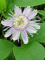 TSA PASSIFLORA INCARNATA 50 ML - Farmacianuova.eu