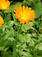 TSA CALENDULA OFFICINALIS 50 ML - Farmacianuova.eu