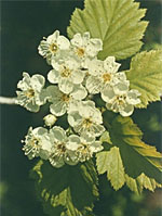 TSA CRATAEGUS OXYCANTHIA 50 ML - Farmacianuova.eu