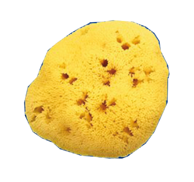 SPUGNA NAT FORI L 12/13CM 9 - Farmacianuova.eu