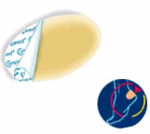 COMPEED VESCICHE CEROTTI FORMATO MEDIO 5 PEZZI - Farmacianuova.eu