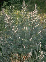 TSA ARTEMISIA VULGARIS 50 ML - Farmacianuova.eu