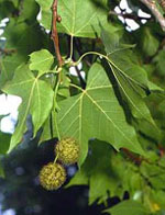 MSA PLATANUS ORIENTA 50 ML - Farmacianuova.eu